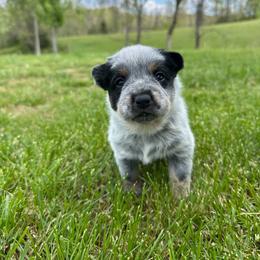 Miso - Blue female Australian Cattle Dog puppy in Olive Hill, Kentucky from Tompkins Farm