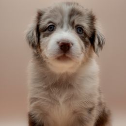 Australian Shepherd puppies from 2 Happy Aussies