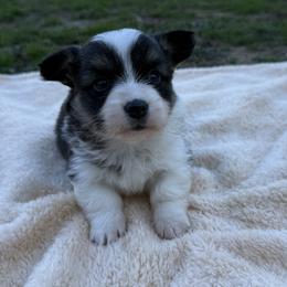 Flora - Fluffy - Black and tan female Pembroke Welsh Corgi puppy in Stillwater, Oklahoma from Steele Family Farms