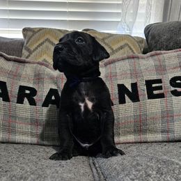 Zazu - Black male Great Dane puppy in Jerusalem, Arkansas from Mara Danes