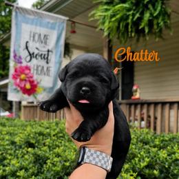 Chatter - Black female Labrador Retriever puppy in Lenoir, North Carolina from Wooten Retrievers
