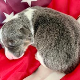 Glory - Blue female Pembroke Welsh Corgi puppy in Norman, Oklahoma from Charm Farm Corgis