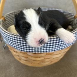 Red - Black and white female Siberian Husky puppy in Hiram, Ohio from Nyzen Farms