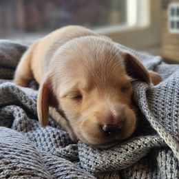 Pink - female Dachshund puppy in Pasco, Washington from Loyal Lil Dachshunds