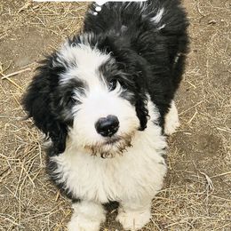 Chief-born on Memorial Day - Brown and white male Sheepadoodle puppy in Falls Creek, Pennsylvania from By Well Kennels