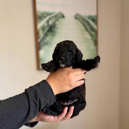 Zeus - Black male Goldendoodle puppy in Twin Falls, Idaho from Burrow & Bone