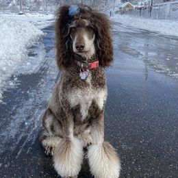 Brenda - Poodle