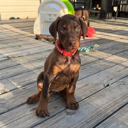 Red Female - Red and rust female Doberman Pinscher puppy in Madison, Indiana from Jensen Dobermans and Dachshunds