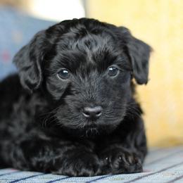 Onyx - Black male Havapoo puppy in Eagle Mountain, Utah from Lady Paws Puppies
