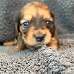 Little shaded cream boy - Cream male Dachshund puppy in Pacific, Washington from Han&Jan Doxie’s