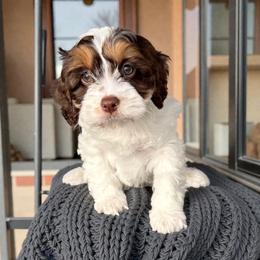 Cavapoo puppies from Adored Poodle & Doodles