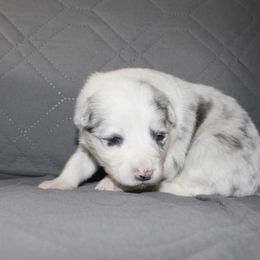 Jewel - Slate merle female Border Collie puppy in Crawfordsville, Indiana from Rescued Dreams Border Collies