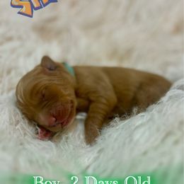 Shaggy - Dark golden male Golden Retriever puppy in Galena, Ohio from Hosmer's Golden Retrievers