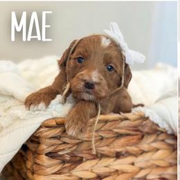 Mae- Purple collar girl - Red  female Goldendoodle puppy in Newcastle, Oklahoma from Ritzy Creek Doodles