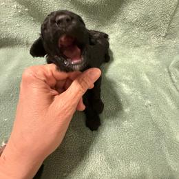 Dax - Silver male Poodle puppy in Azle, Texas from Texas Kissed K9s