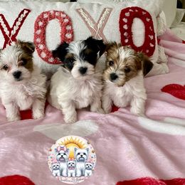 Yorkshire Terrier Puppies from Sunshine Luv Yorkies