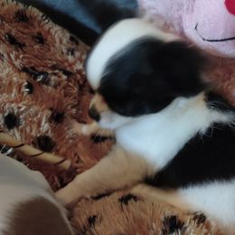 Ellie May - Chihuahua puppy in Chapin, South Carolina from Annabelle's Wish Chihuahua's