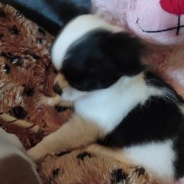 Ellie May - Chihuahua puppy in Chapin, South Carolina from Annabelle's Wish Chihuahua's