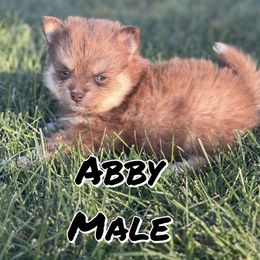 Abby - Chocolate male Pomsky puppy in Clarkston, Utah from Red Rock Ranch Breeders