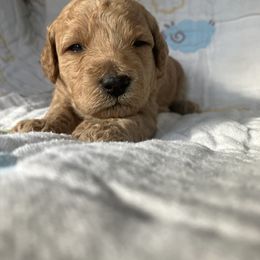 Goldendoodle Puppies from Cassie Farms