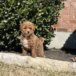 Cavapoo Puppies from Lucy Lou’s Cavapoos