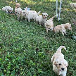 Dozer - Golden male Golden Retriever puppy in Ringgold, Georgia from Southern Belle's Puppies