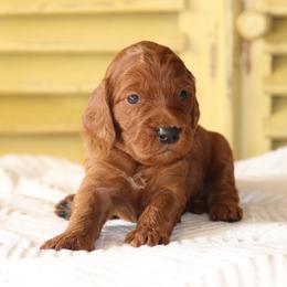 Girl 5 - Red female Irish Doodle puppy in Mouth Of Wilson, Virginia from HoneyBunn Doodle Co.
