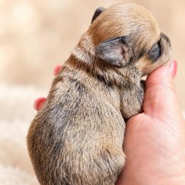 Cooper - Liver male Miniature Schnauzer puppy in Hull, Georgia from Ardent Miniature Schnauzers of Athens