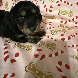 Candy - Black and tan female Dachshund puppy in Buckeye, Arizona from Ryder's Roundup