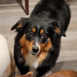 Cheyenne - Miniature Australian Shepherd