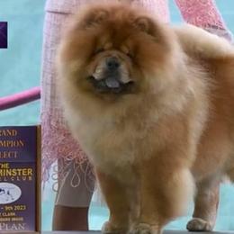 Chow Chow puppies from SouthFork Ranch