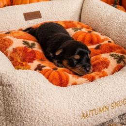 Little boy Purple - Black and tan male Yorkshire Terrier puppy in Hot Springs, Arkansas from Loving Laps (Yorkies raised right )