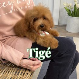 Tigé - Red  male Goldendoodle puppy in Buford, Georgia from Petite Posh Puppies