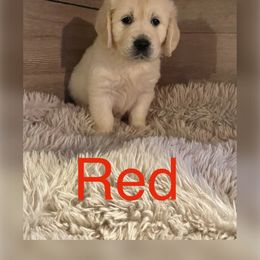 Red - Golden Retriever puppy in Linden, Michigan from High Society Farm