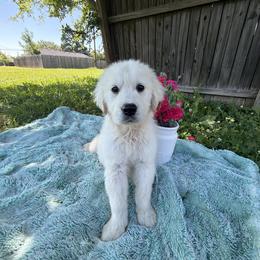 Golden Retriever Puppies from Paris Golden Puppies