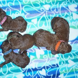 Girl 3 - Red  Poodle puppy in Mc Henry, Illinois from Sunset Maple Poodles
