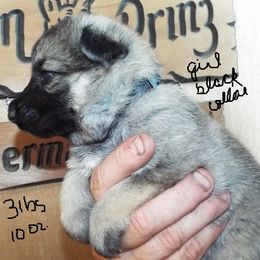 German Shepherd Puppies from Von Prinz German Shepherds