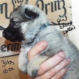 German Shepherd Puppies from Von Prinz German Shepherds
