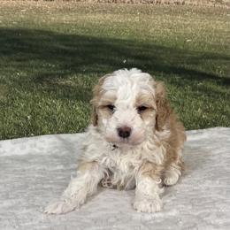 Wylder - Yellow and white male Bernedoodle puppy in Lincoln, Nebraska from GRand Doodles