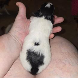 Girl 2 - White black and tan female Papillon puppy in Forest City, North Carolina from Eastern Papillions