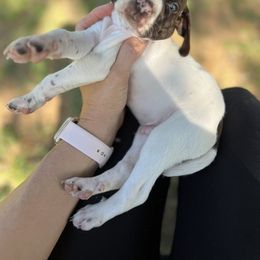 German Shorthaired Pointer Puppies from Copper Ridge Stables