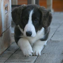 Girl 4 - Brindle and white Cardigan Welsh Corgi puppy in Paonia, Colorado from Electric Mountain Cardigan Corgis