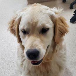 Rebel - Golden Retriever