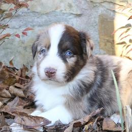 Megumi - Red merle male Australian Shepherd puppy in Macon, Georgia from Shaina’s Shepherds