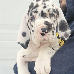 Great Dane Puppies from Bluestone Valley Great Danes
