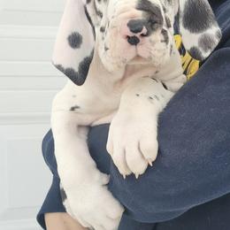 Great Dane Puppies from Bluestone Valley Great Danes