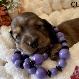 Luna E Claire - Red Dachshund puppy in Stoutland, Missouri from Farmhouse Dachshunds