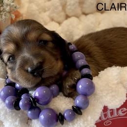 Luna E Claire - Red Dachshund puppy in Stoutland, Missouri from Farmhouse Dachshunds