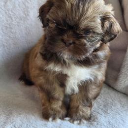 Grinch - Liver male Shih Tzu puppy in Jenks, Oklahoma from Northstar Shih Tzu