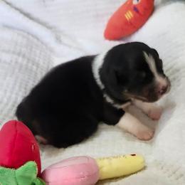 Jett - Black tri-color male Australian Shepherd puppy in Athens, Tennessee from Mimi's Aussie